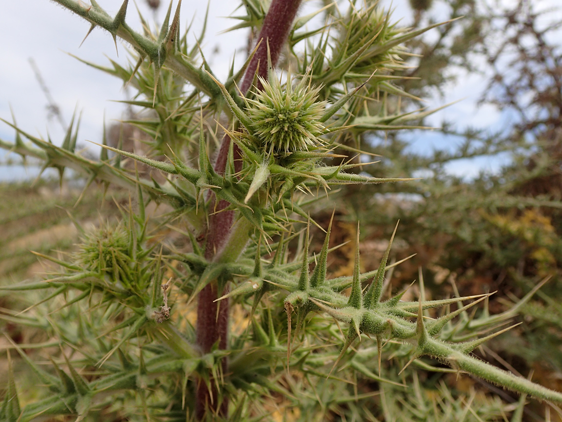 Изображение особи Echinops spinosissimus.