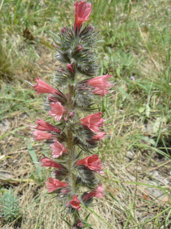 Изображение особи Echium popovii.