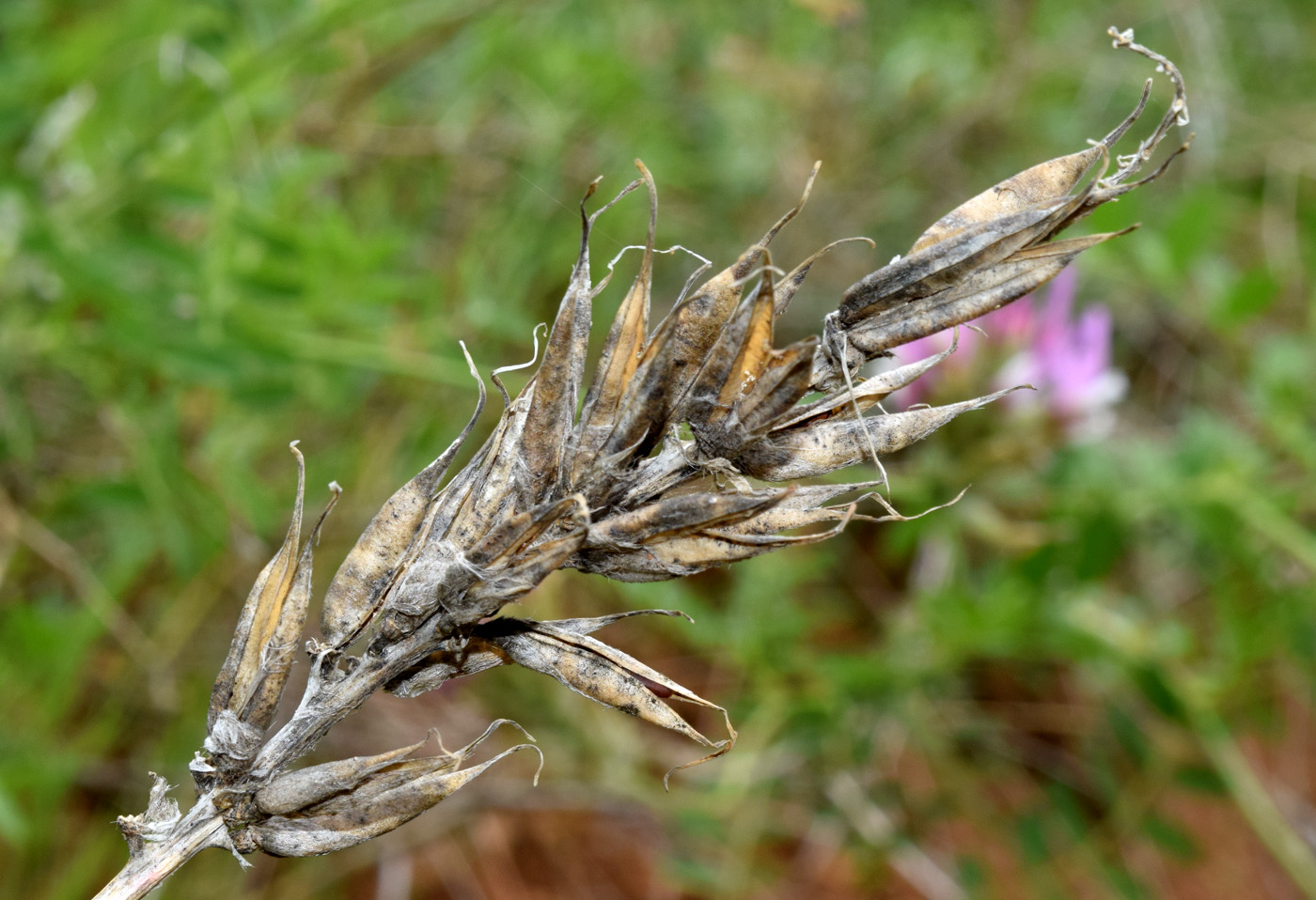 Изображение особи Astragalus ugamicus.