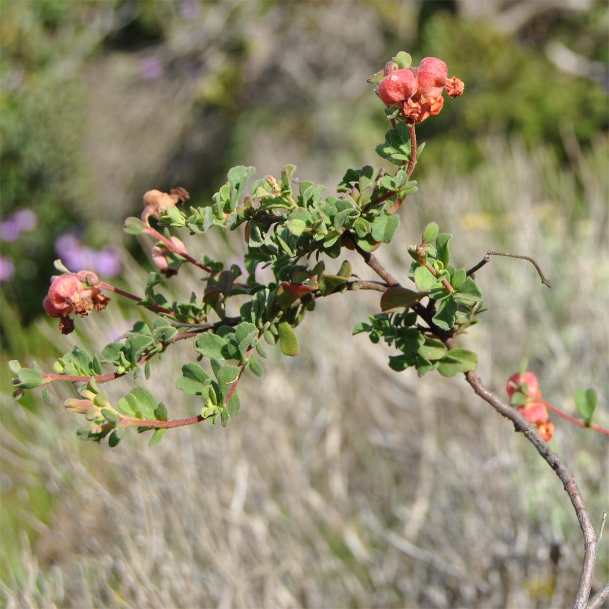 Изображение особи Hermannia ternifolia.