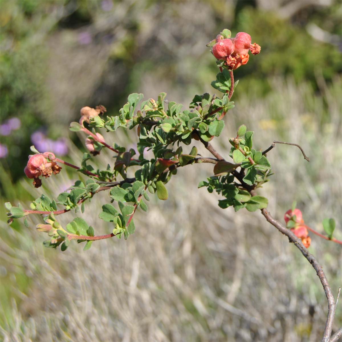 Image of Hermannia ternifolia specimen.