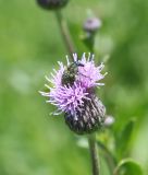 Cirsium setosum. Соцветие с кормящимся жуком долгоносиком перевязанным. Казахстан, Восточно-Казахстанская обл, Уланский р-н, окр. с. Украинка, луг. 06.07.2011.