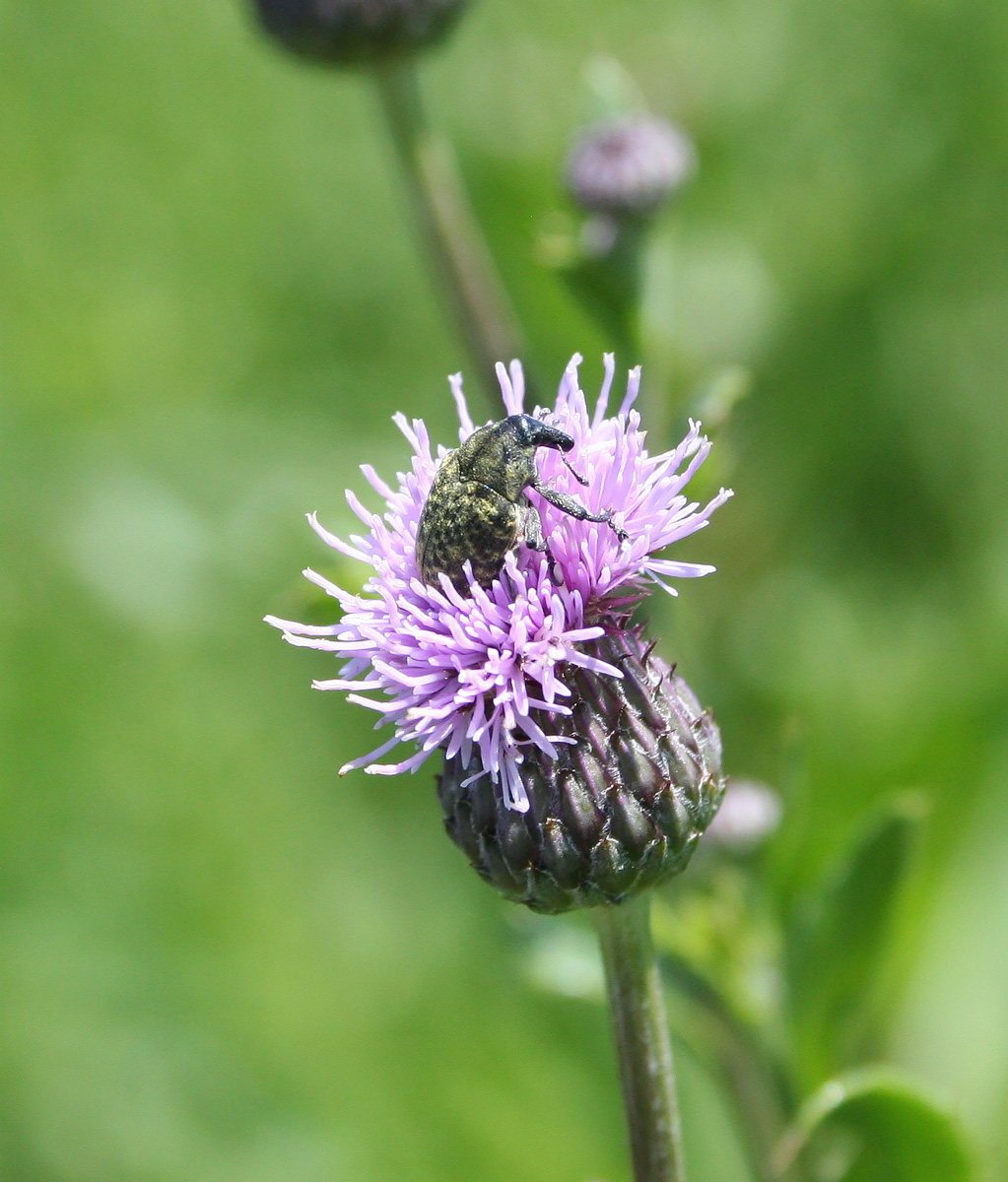 Image of Cirsium setosum specimen.