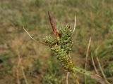 Carex extensa. Пестичные колоски с формирующимися плодами и отцветший тычиночный колосок. Нидерланды, Северное море, о-в Схирмонниког, засоленный приморский луг. 17 июля 2010 г.