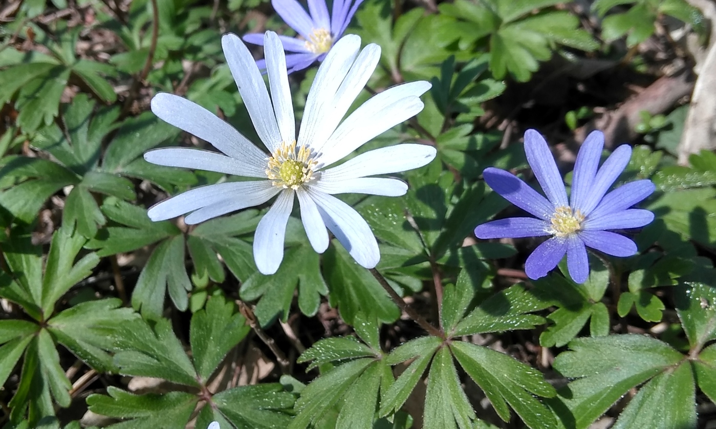 Image of Anemone banketovii specimen.