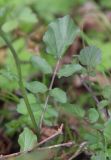 Cardamine tenera