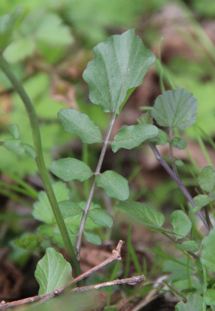 Изображение особи Cardamine tenera.