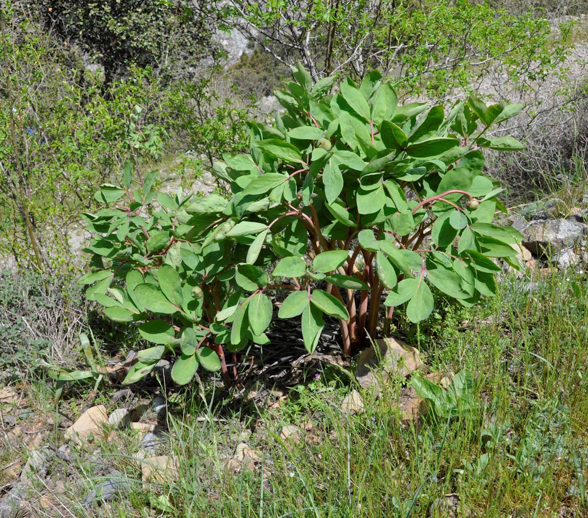 Изображение особи Paeonia mascula.