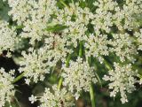 Daucus carota