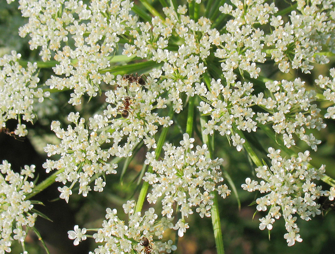 Изображение особи Daucus carota.