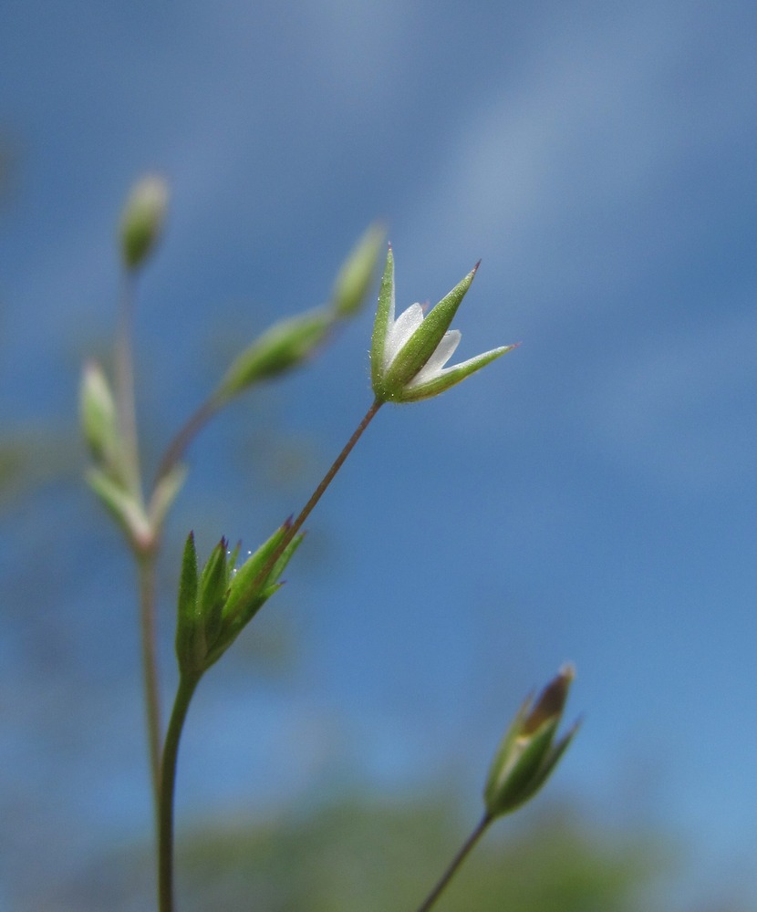 Image of Minuartia pseudohybrida specimen.