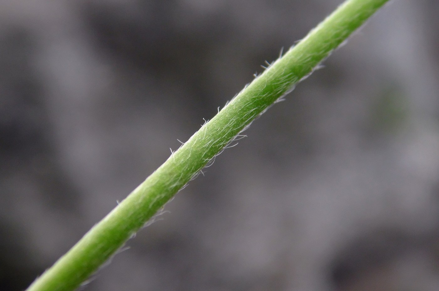 Image of Ranunculus oreophilus specimen.