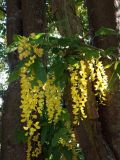 Laburnum anagyroides