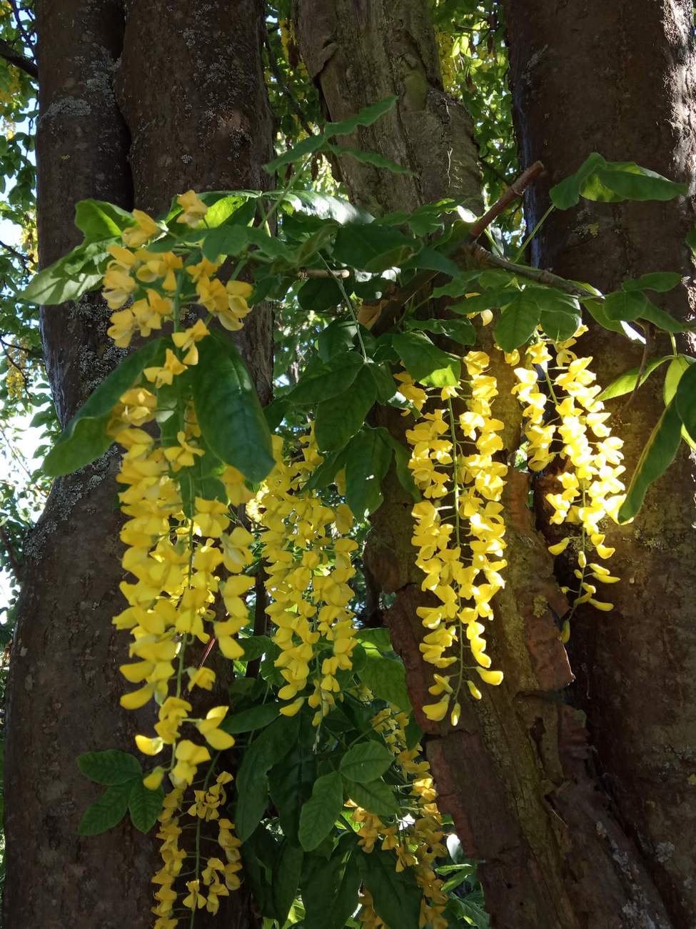 Изображение особи Laburnum anagyroides.