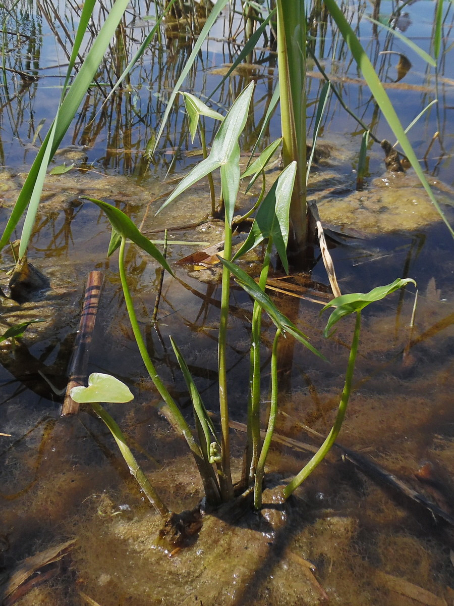 Image of Sagittaria sagittifolia specimen.