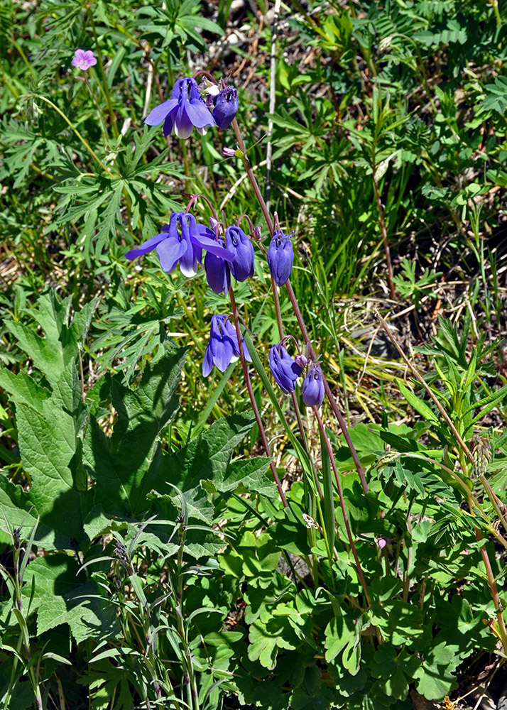 Изображение особи Aquilegia sibirica.