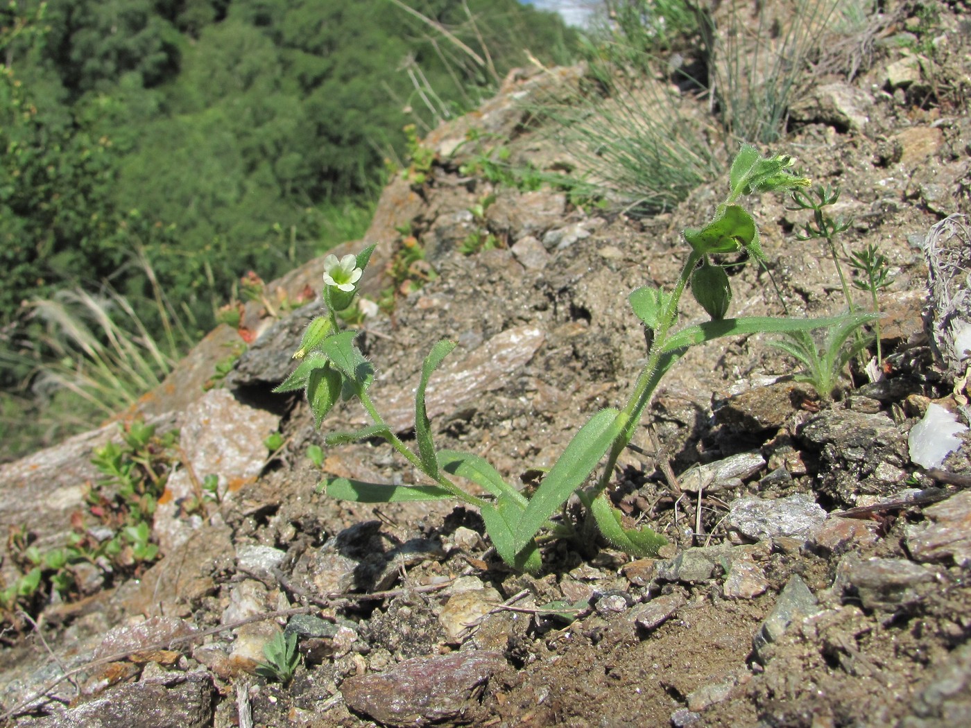 Image of Nonea lutea specimen.