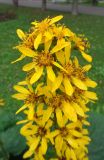 Ligularia sibirica