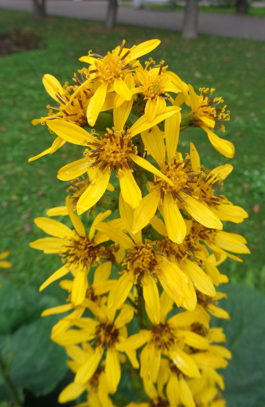 Image of Ligularia sibirica specimen.