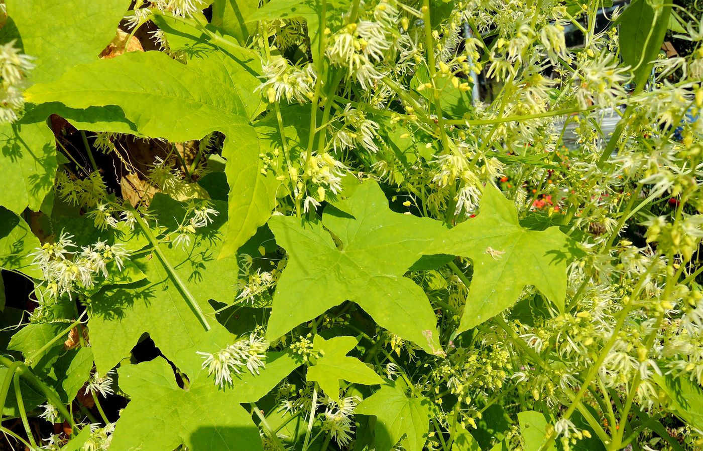 Изображение особи Echinocystis lobata.