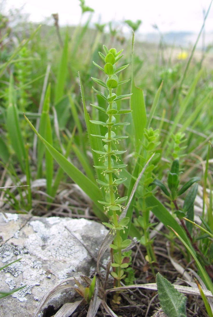 Изображение особи Cruciata glabra.