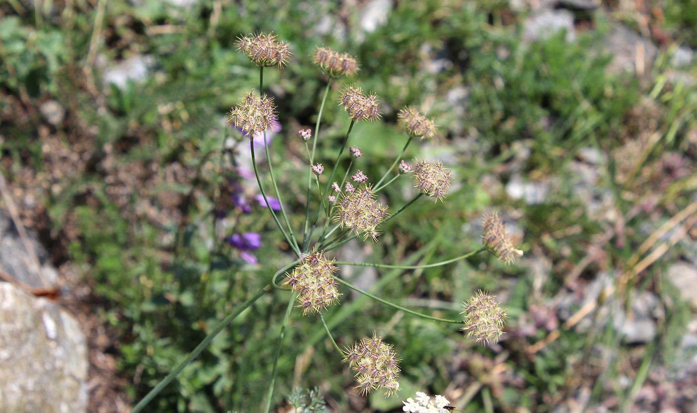 Изображение особи Astrodaucus orientalis.