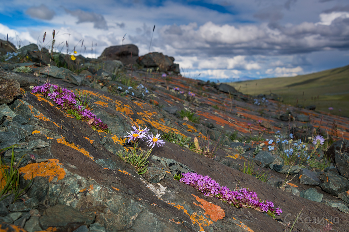 Изображение особи Aster alpinus.