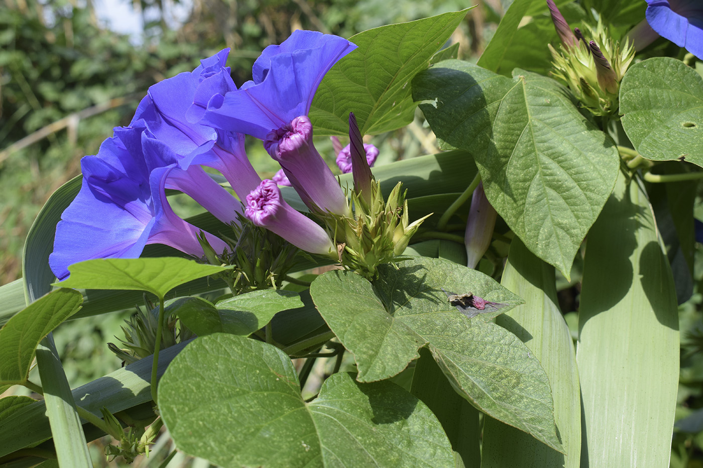 Изображение особи Ipomoea indica.