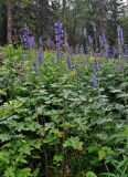 Delphinium elatum. Цветущие растения. Башкирия, Белорецкий р-н, гора Большой Иремель, ≈ 1200 м н.у.м., луг на опушке смешанного леса. 30.07.2019.