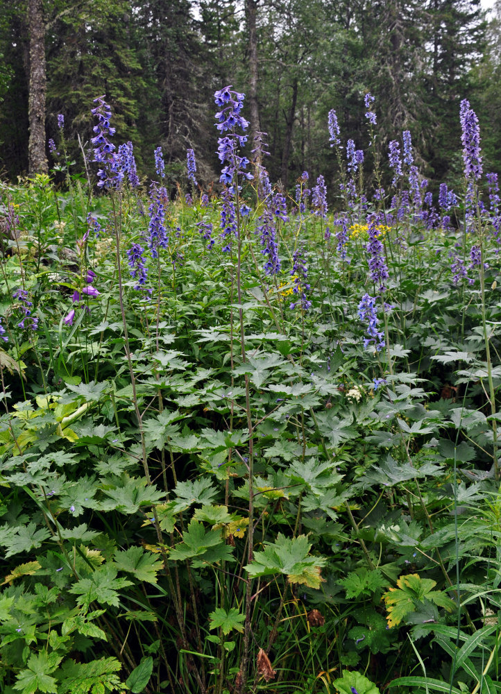 Изображение особи Delphinium elatum.