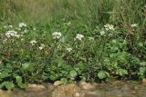 Nasturtium officinale. Цветущие и плодоносящие растения. Крым, Севастополь, Сарандинакина балка, у ручья. 03.10.2019.