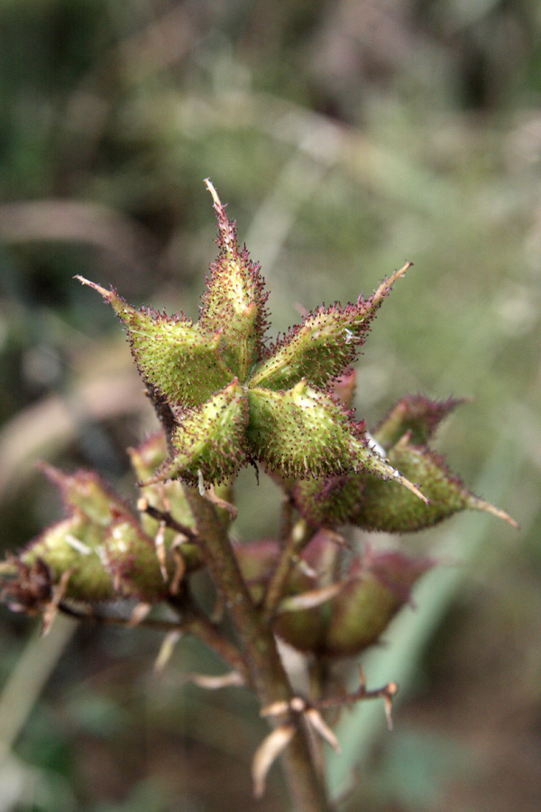 Image of Dictamnus angustifolius specimen.