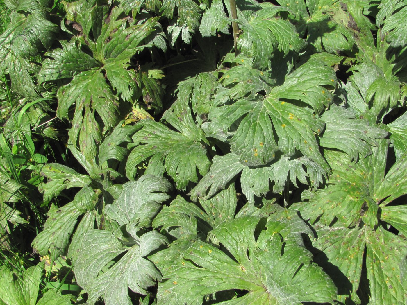 Image of Aconitum orientale specimen.