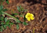 genus Helianthemum. Верхушка побега с цветком. Сербия, национальный парк Тара, плоскогорье Равна Тара, окраина луга. 08.07.2019.