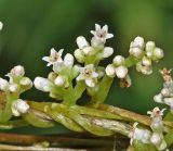 Cuscuta japonica