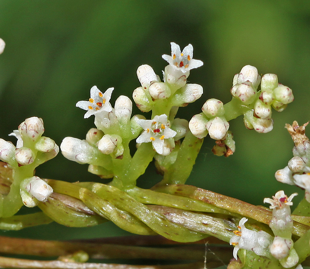 Image of Cuscuta japonica specimen.