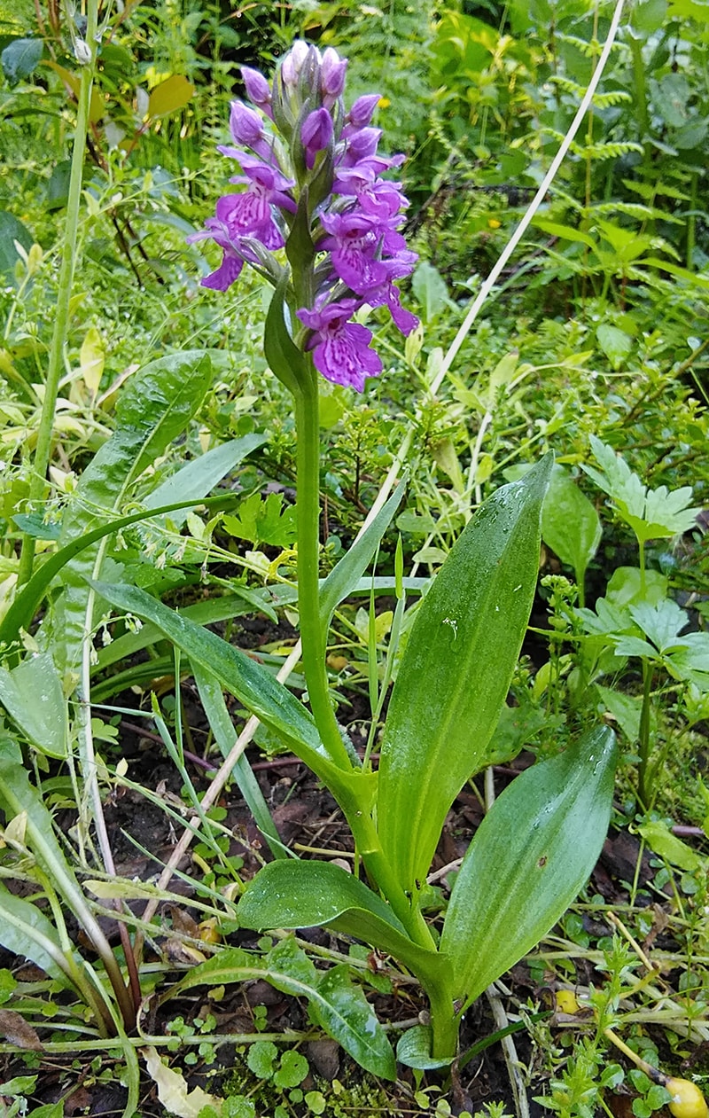 Изображение особи Dactylorhiza purpurella.