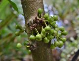 genus Ficus. Ствол с сикониями. Таиланд, Пхукет, округ Mueang Phuket, р-н Карон, Soi Leammumnai, мыс Blue's Point, у хижины смотрителя. 01.10.2019.