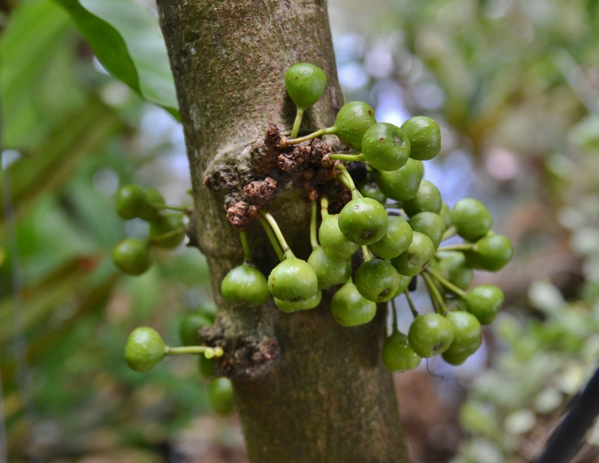 Image of genus Ficus specimen.