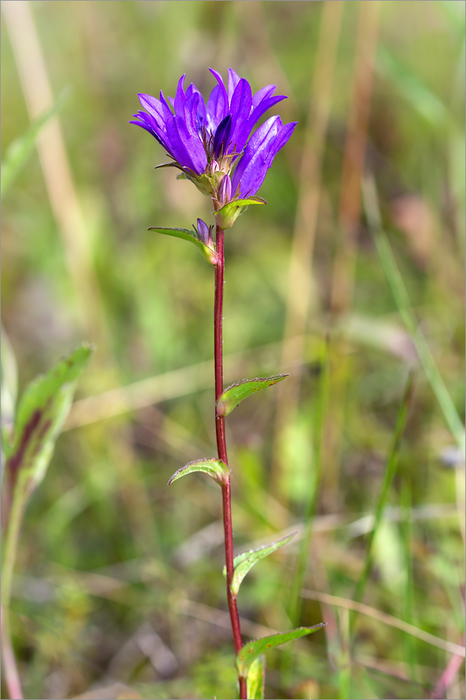 Image of Campanula glomerata specimen.