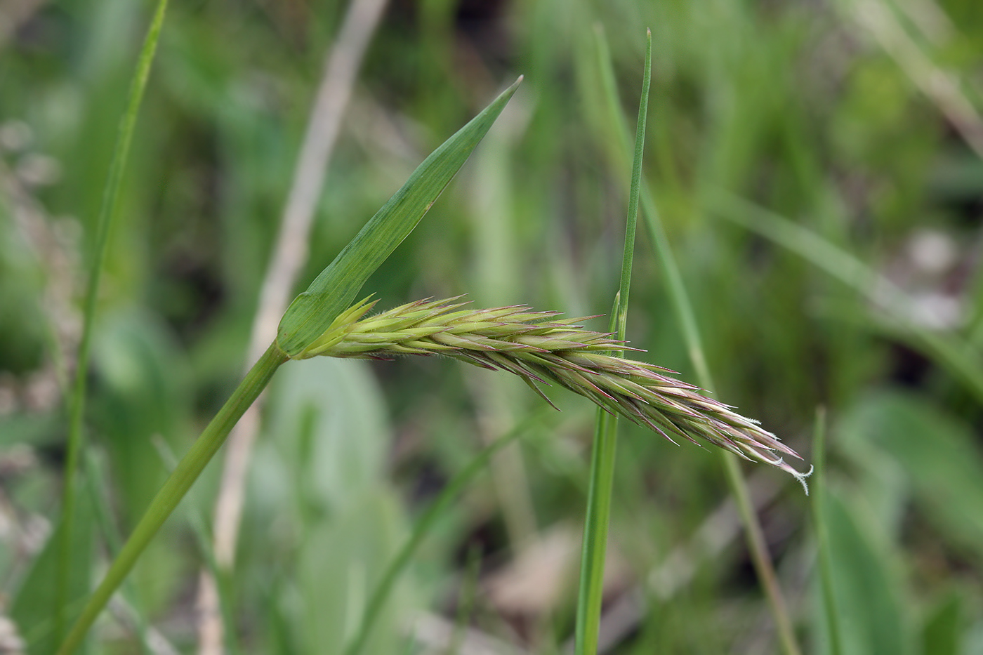 Изображение особи Anthoxanthum odoratum.