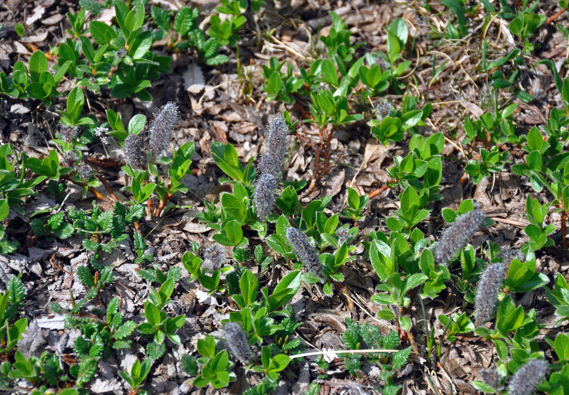 Image of genus Salix specimen.