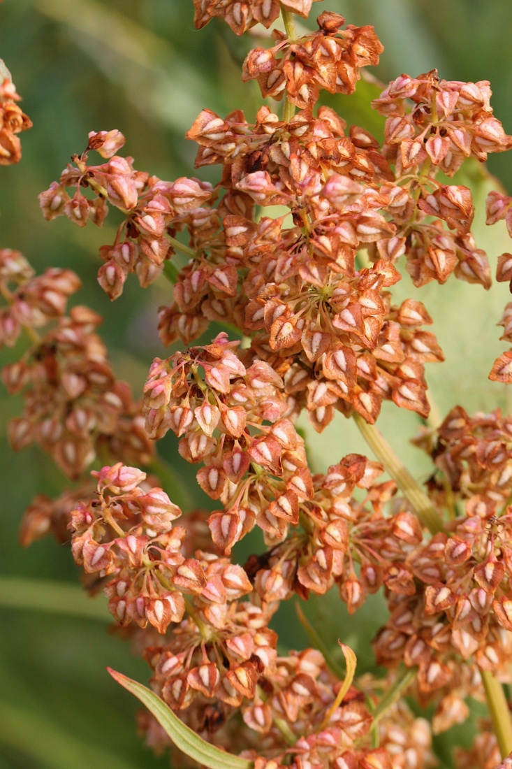 Image of Rumex hydrolapathum specimen.