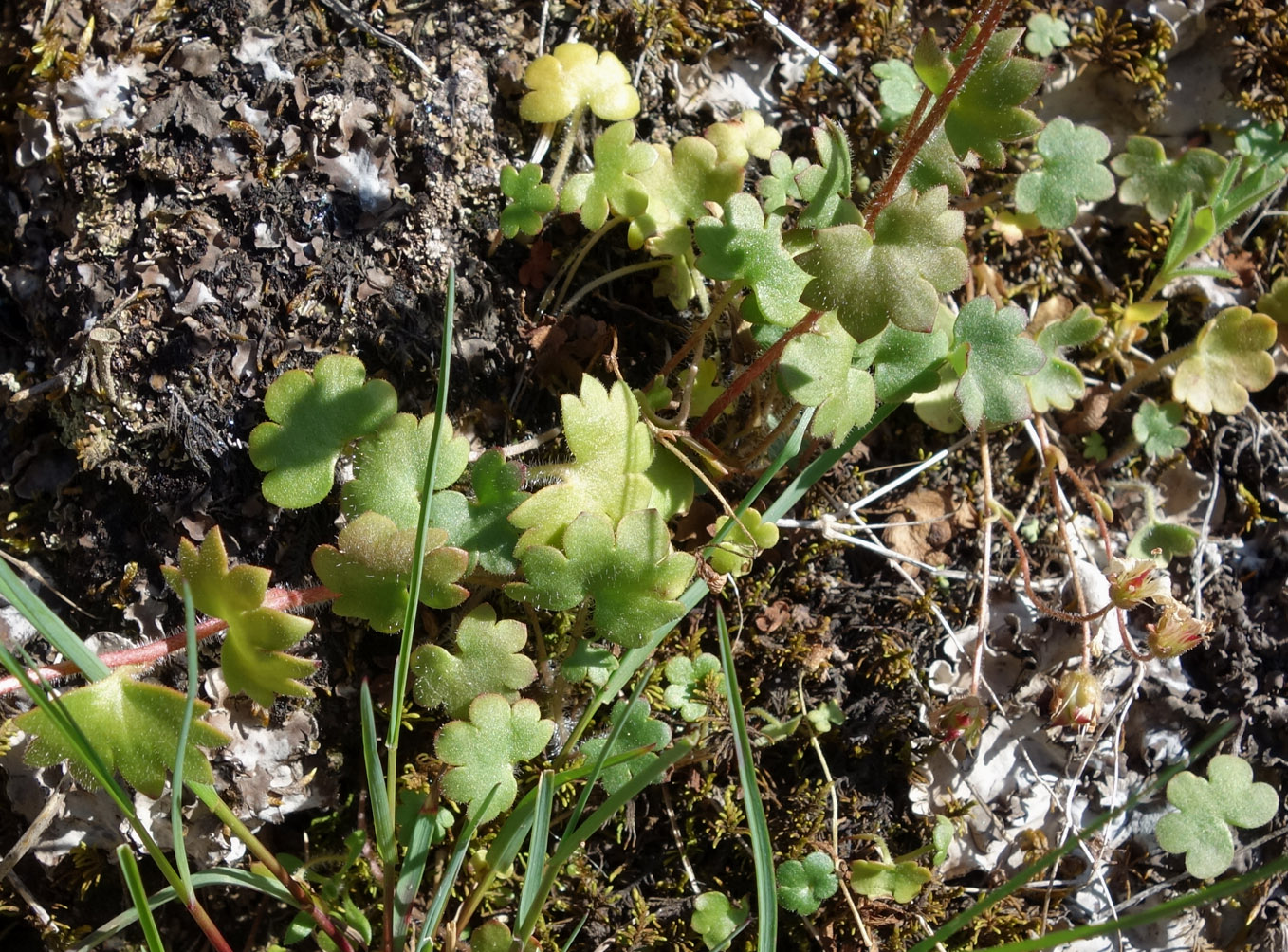 Image of Saxifraga sibirica specimen.