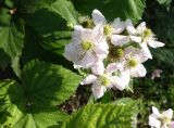 Rubus praecox