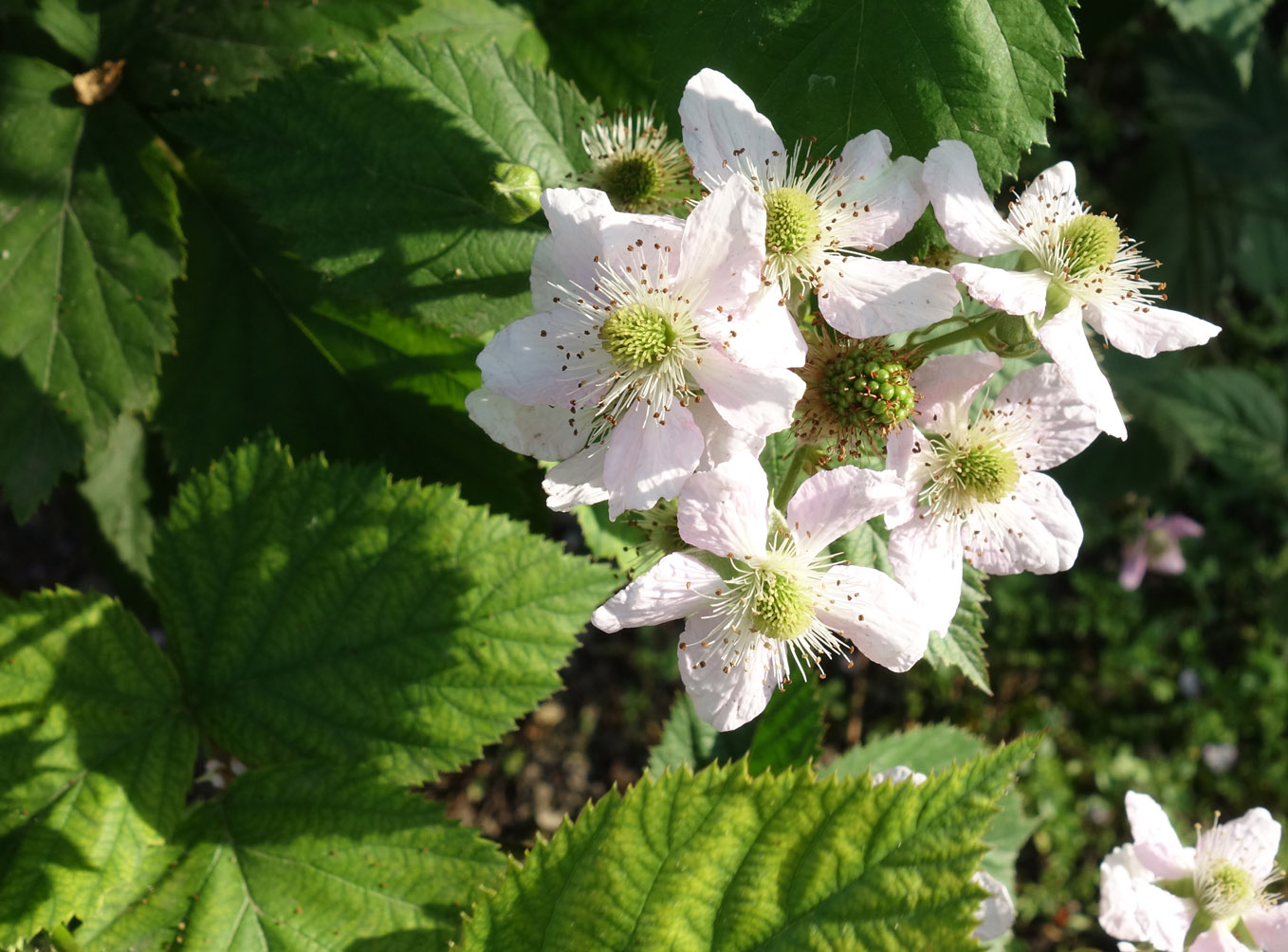 Image of Rubus praecox specimen.