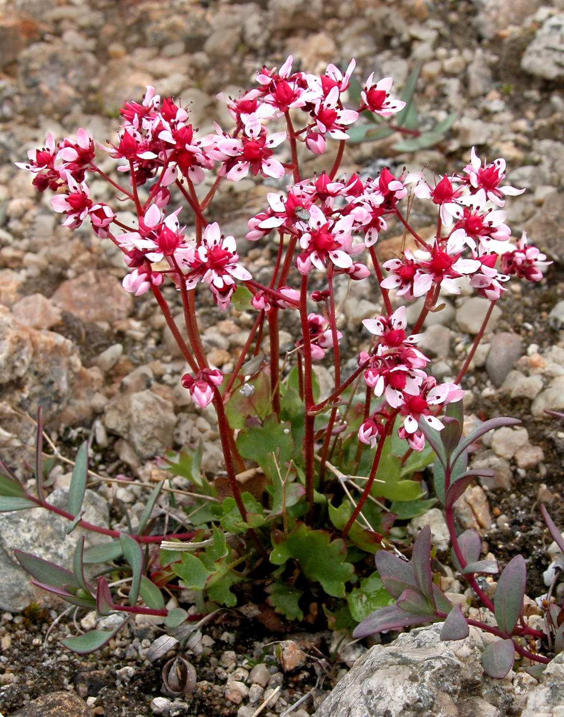 Изображение особи Micranthes calycina.