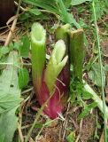 Archangelica officinalis