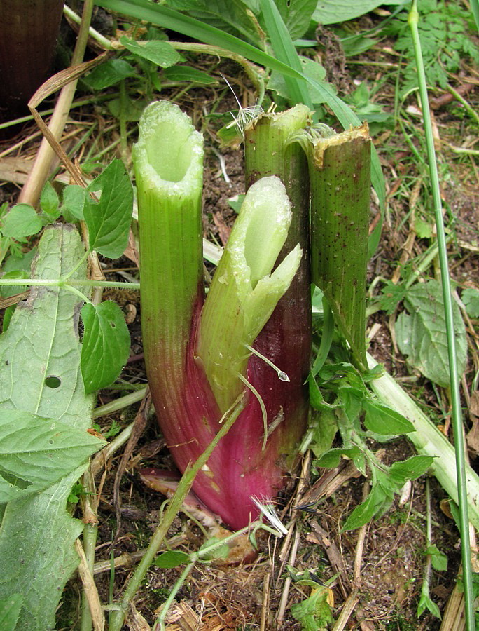 Изображение особи Archangelica officinalis.