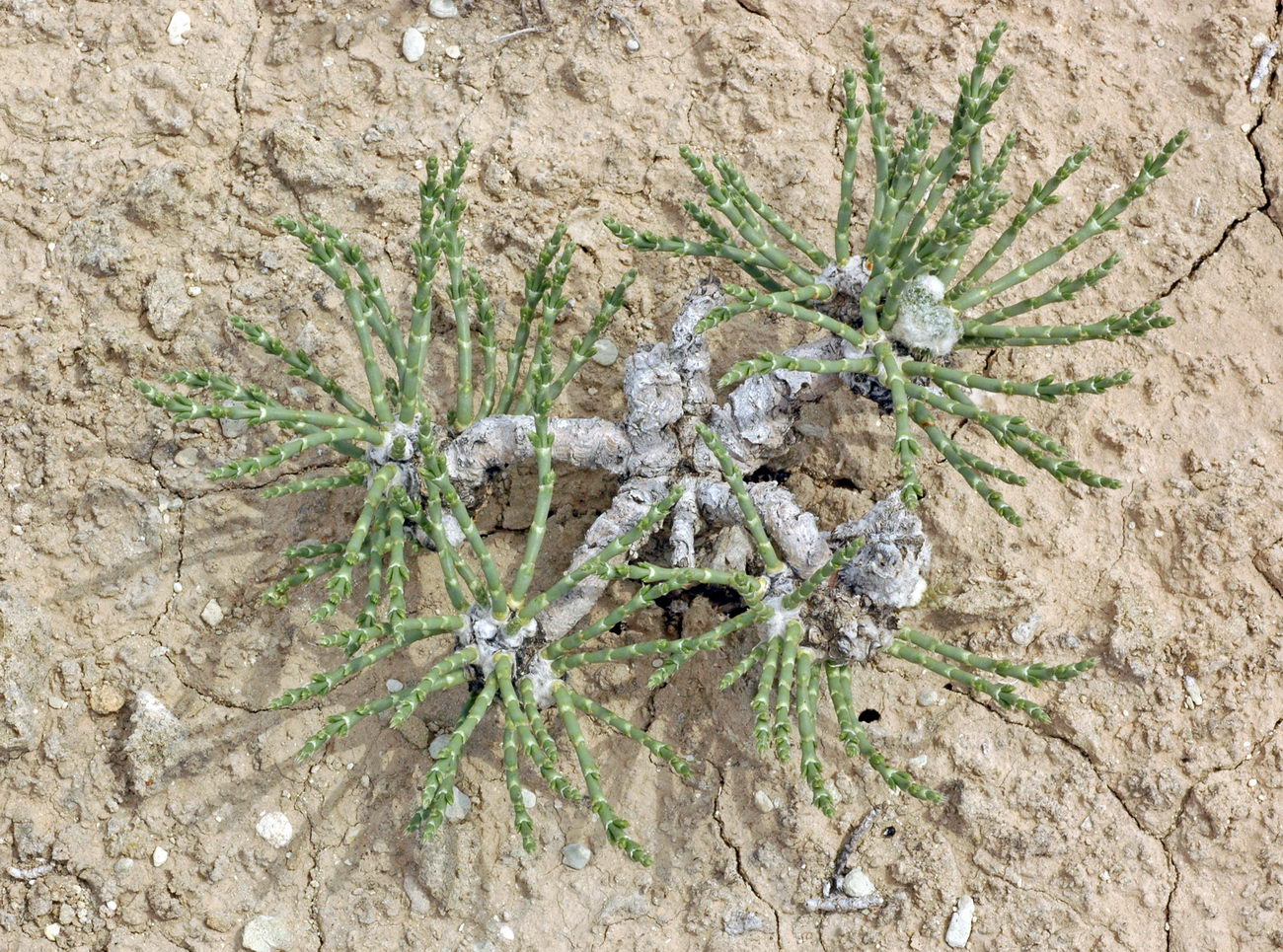 Image of genus Anabasis specimen.